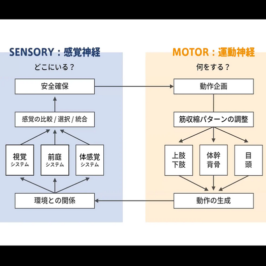 AZCARE ACADEMY、NEXPORT コラボウェビナー(6/24)開催レポート